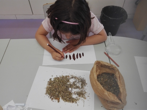 Aluna a desenhar sementes de alface.
